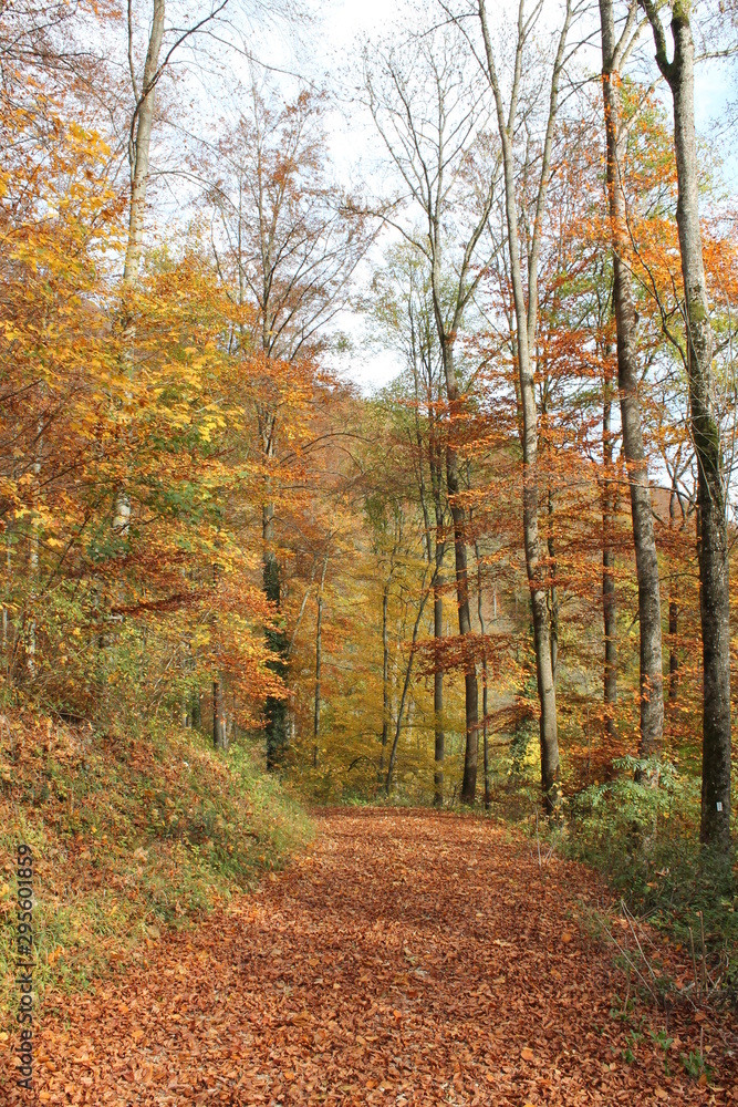 Wanderung im Herbstwald bei Bad Urach