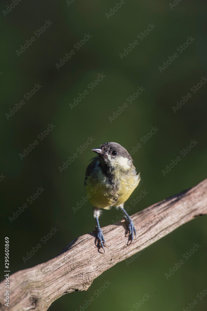 Naklejka premium Great tit bird on branch in sunny forest.