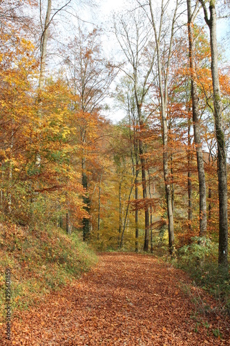 Wanderung im Herbstwald bei Bad Urach © mariso
