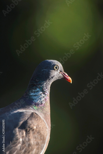 Head of wood pigeon in sunny forest.