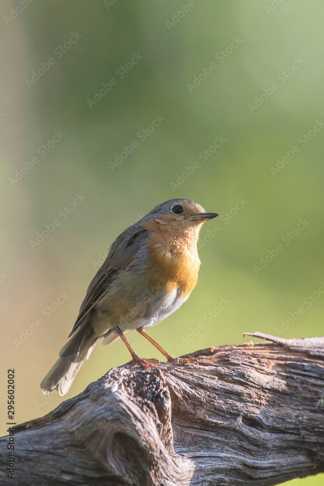 Fototapeta premium Robin redbreast on branch in sunny forest.