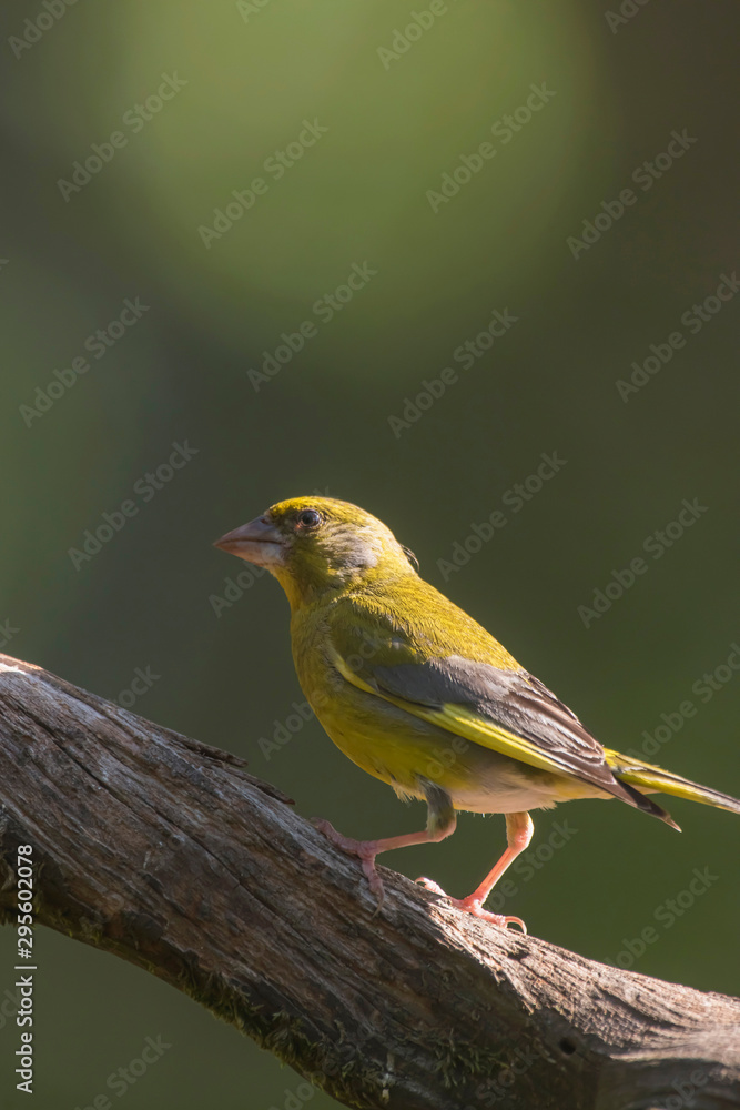 Male greenfinch on branch in sunlight.