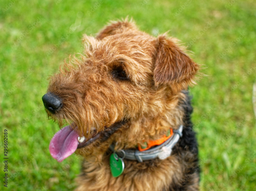 Welsh Terrier summer in the country, Russia. Welsh Terrier summer in the country, Russia.