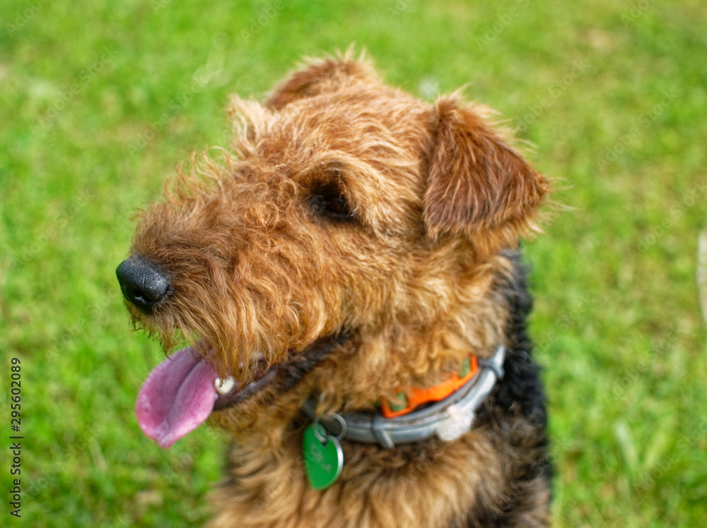 Welsh Terrier summer in the country, Russia.