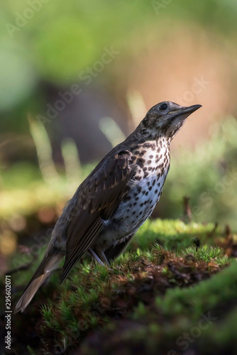 Thrush bird in moss of forest ground.