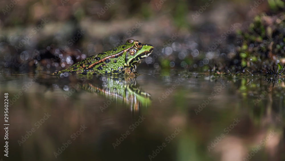Naklejka premium Female pool frog in pond in forest.