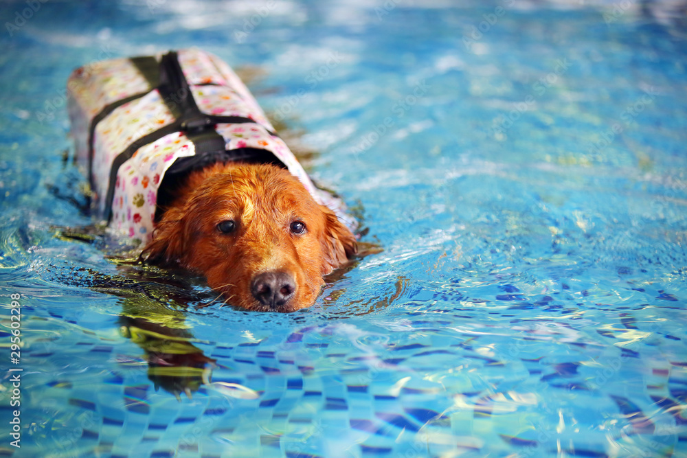 Golden Retriever wear life jacket and swim in swimming pool. Dog