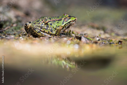 Female pool frog at edge of pond in forest. © ysbrandcosijn