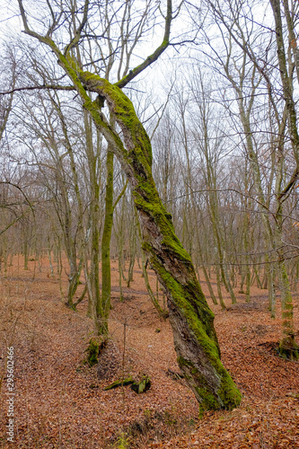 Hoia Baciu Forest. The World Most Haunted Forest with a reputation for many intense paranormal activity.