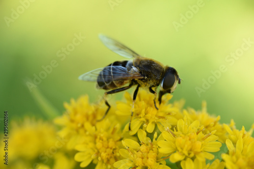 A bee on a yellow flower collects nectar. Side view on a green blurred background.