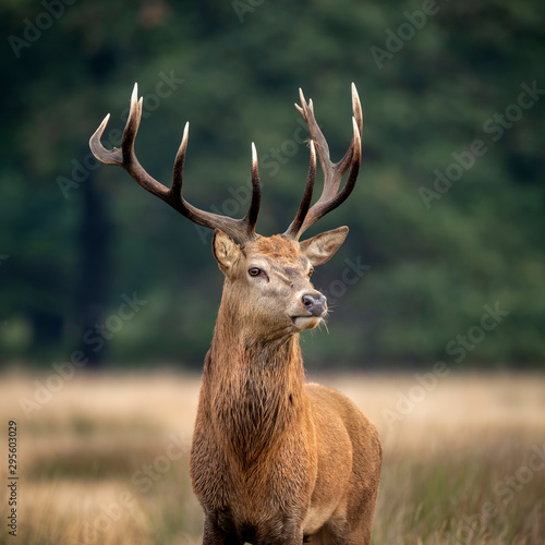 Sutning portrait of red deer stag Cervus Elaphus in Autumn Fall woodland landscape during the rut mating season