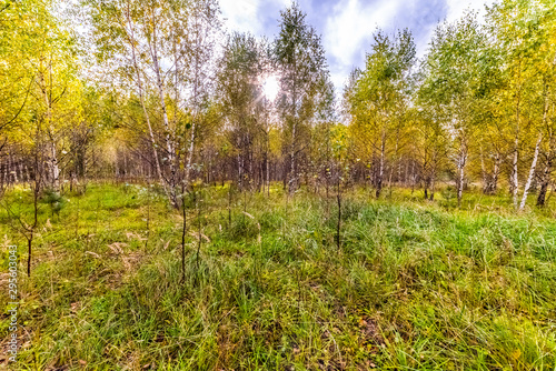 Beautiful trees in autumn day in the forest near Moscow - nature of Russia.