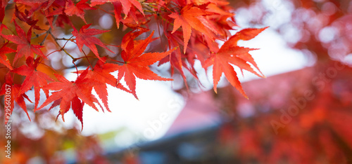 Autumn Colors in Tokyo, Jap...