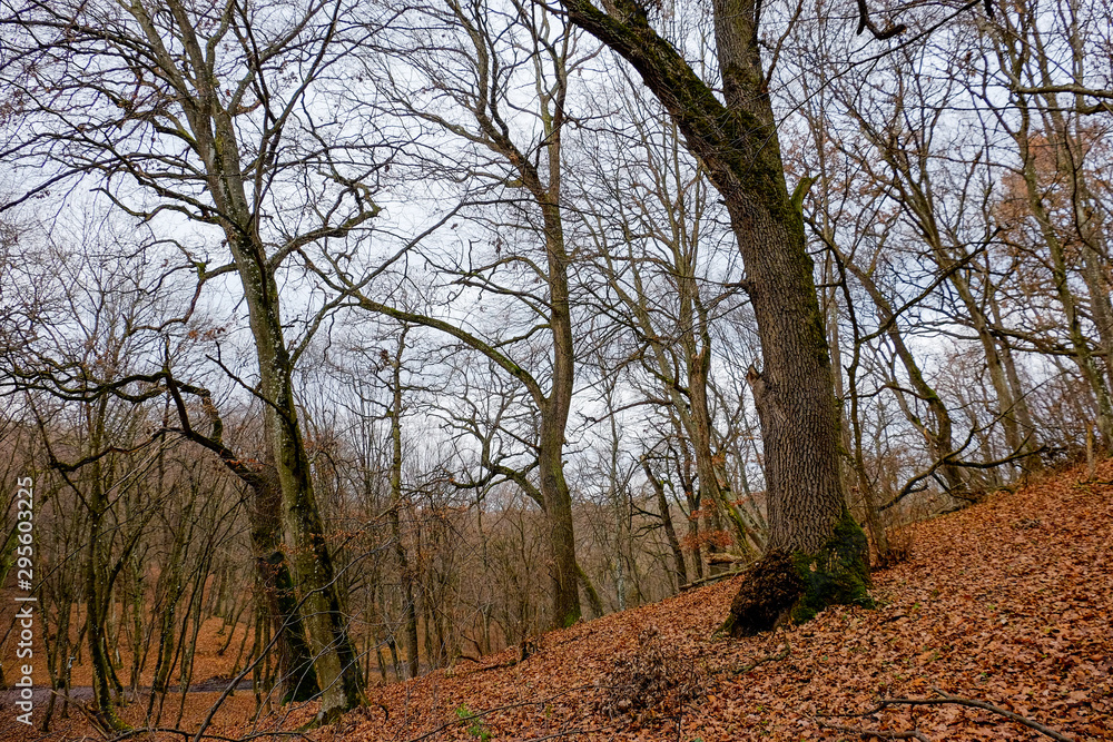 Hoia Baciu Forest. The World Most Haunted Forest with a reputation for many intense paranormal activity. Hoia Baciu Forest. The World Most Haunted Forest with a reputation for many intense paranormal activity.