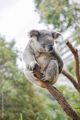 Fototapeta Naklejka Na Ścianę i Meble -  cute koala is sitting on a euchalyptus tree, without leafs