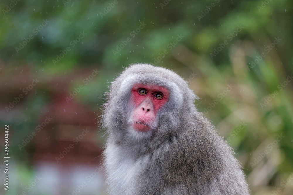 Fototapeta premium Macaque japonais en gros plan