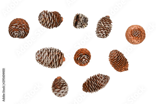 Wallpaper Mural Fir cone isolated on white background.  Torontodigital.ca