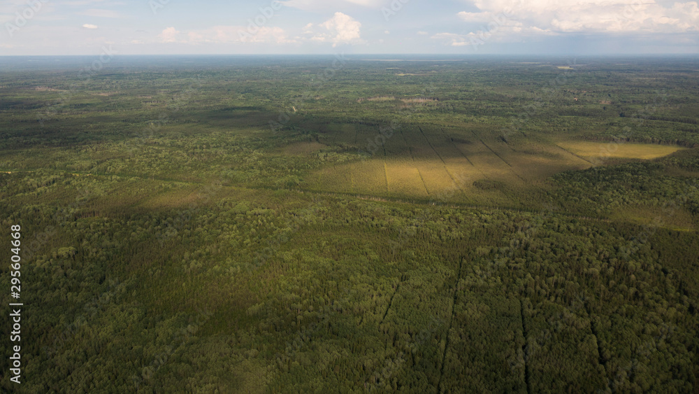 Delta river and pine forests from a bird's eye view. Delta river and pine forests from a bird's eye view.