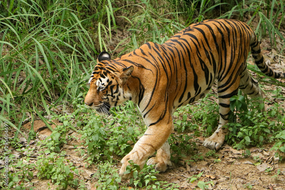 Tiger walking in forest closeup image, Dangerous animal, taiga, Russia. Animal in green forest stream. Wild cat in nature habitat. Tiger walking in forest closeup image, Dangerous animal, taiga, Russia. Animal in green forest stream. Wild cat in nature habitat.