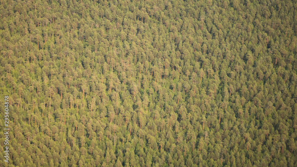 Fototapeta premium Pine forests from a bird's eye view.