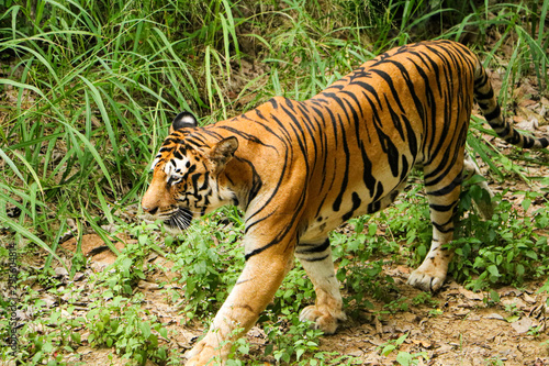 Tiger walking in forest closeup image  Dangerous animal  taiga  Russia. Animal in green forest  Wild cat in nature habitat.