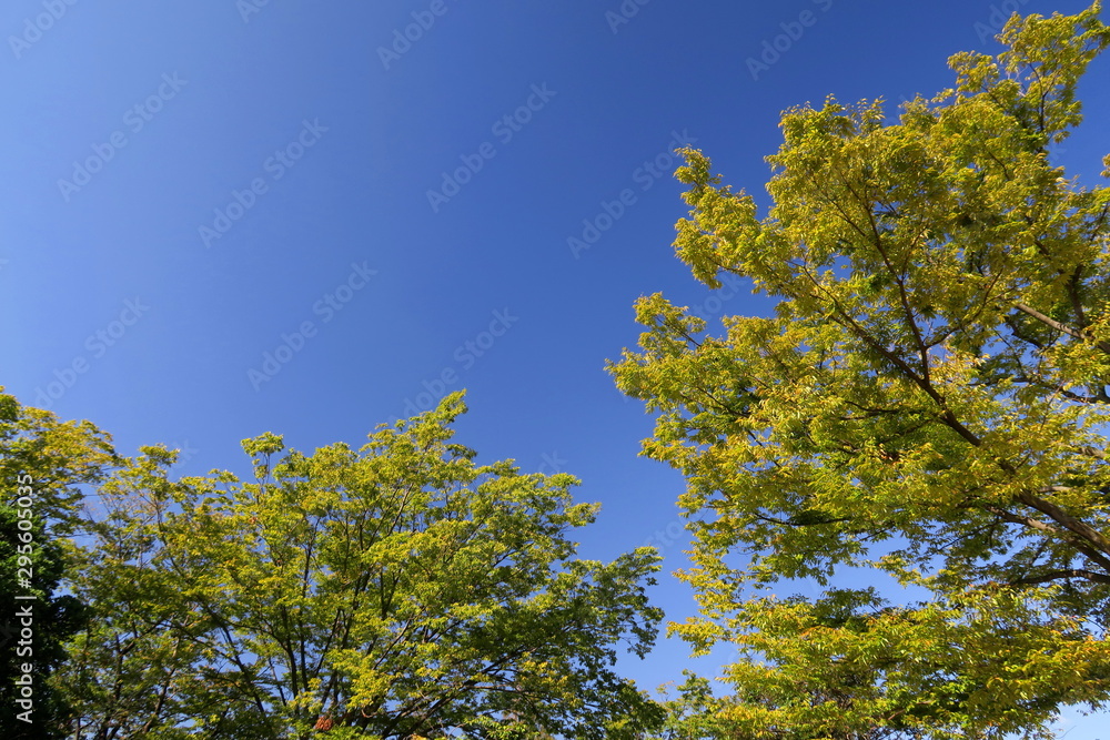 Obraz premium ケヤキと秋空