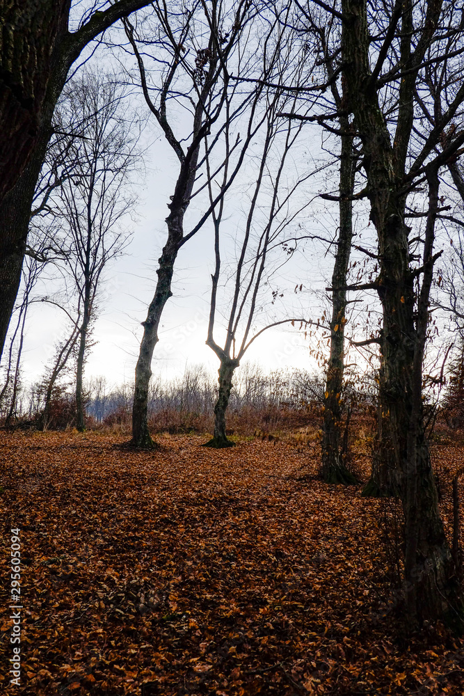 Fototapeta premium Hoia Baciu Forest. The World Most Haunted Forest with a reputation for many intense paranormal activity.