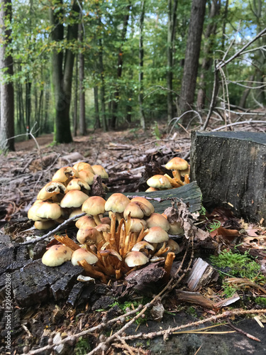 mushroom in the woods