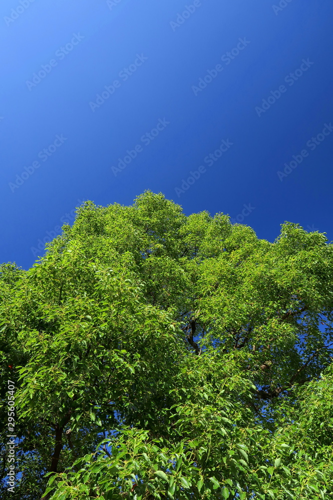 Obraz premium 秋空と楠木