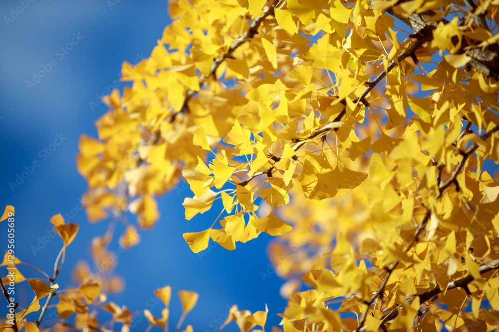autumn leaves on tree