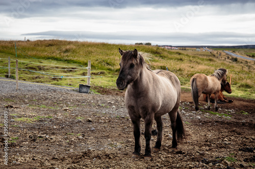 horses in a field