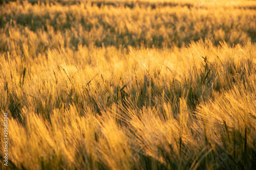 Wheat Field Summer Sunset