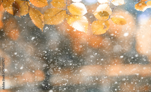 Autumn park in the first snow © alexkich