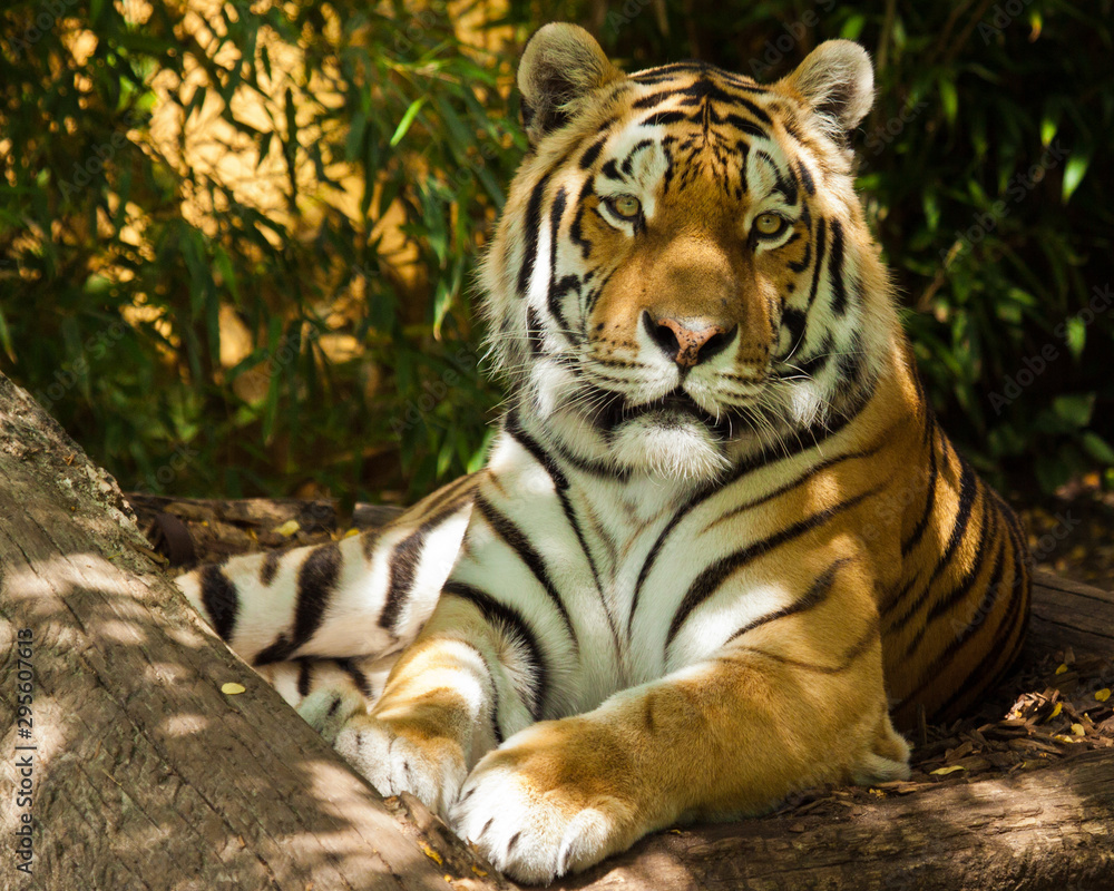 Fototapeta premium Sibirischer Tiger (Panthera tigris altaica)