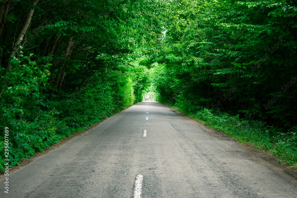 Fototapeta premium Trees create an artificial tunnel over the road. Beautiful landscape. The road goes into the distance