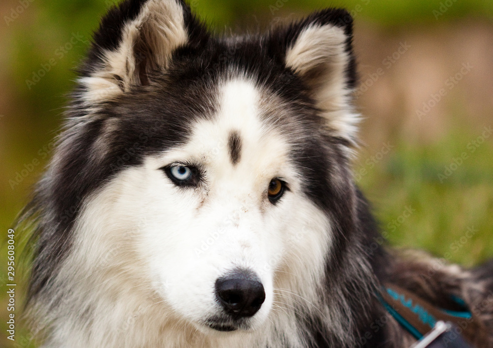 Husky, Haustier Husky, Haustier