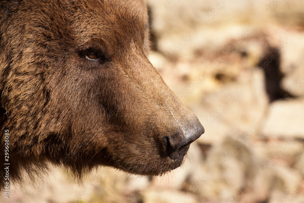 Fototapeta premium Braunbär (Ursus arctos)