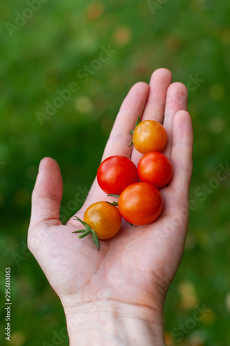 Tomaten liegen in der Hand zeigt frische Tomatos 