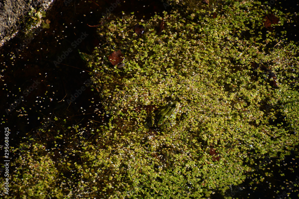 perfect camouflaged common frog hides in duckweed on water surface, green water frog is sitting on duckweed in natural pond in autumn sun perfect camouflaged common frog hides in duckweed on water surface, green water frog is sitting on duckweed in natural pond in autumn sun