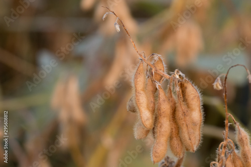 Close up of a cluster of senesced soybean pods ready for harvest in Raleigh, North Carolina. Includes copy space.