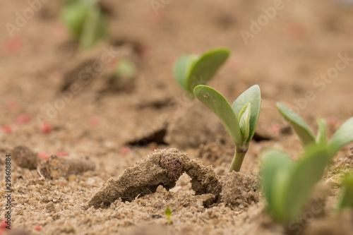 Canvas Print A row of tiny soybean sprouts just emerging during June in Raleigh, North Carolina