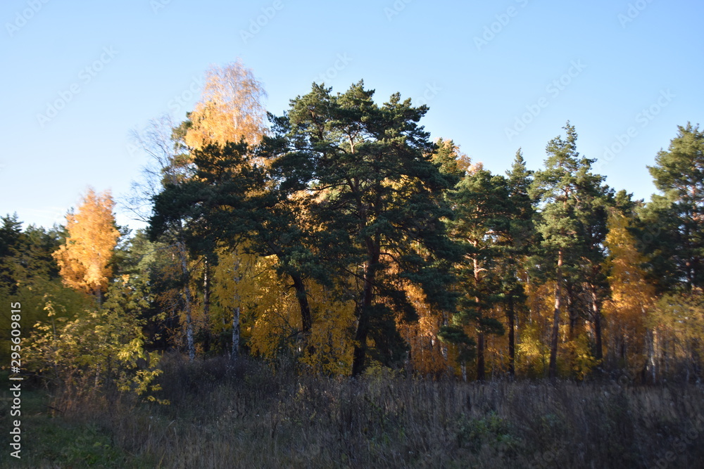 golden autumn