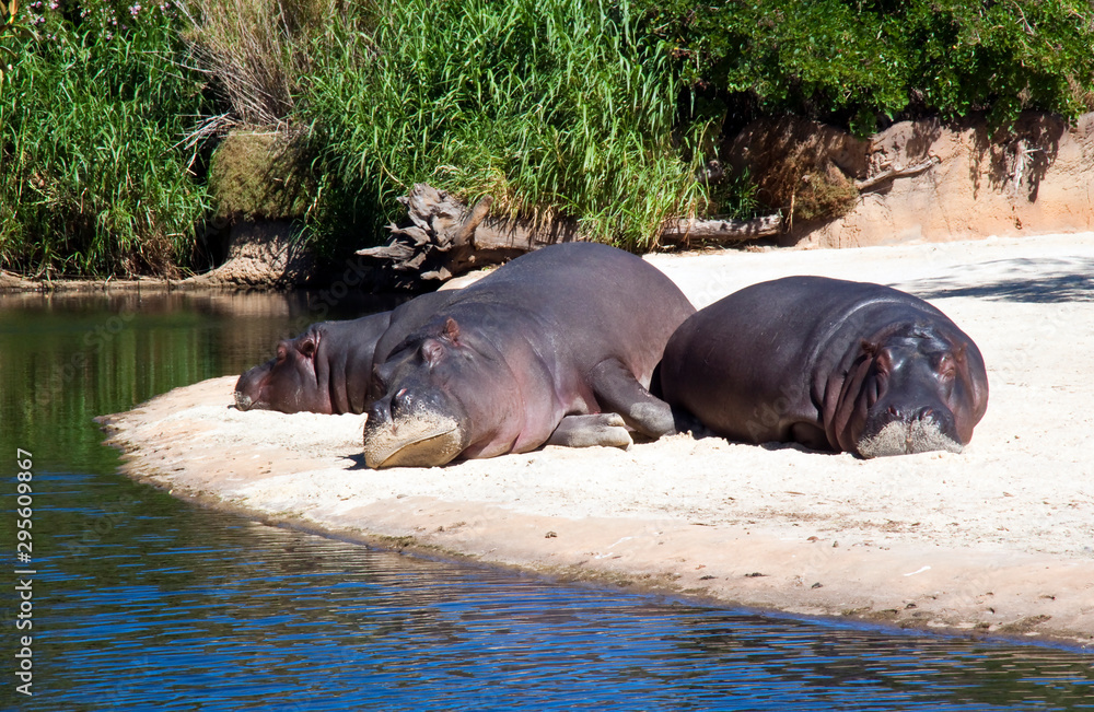 Fototapeta premium Hippos sleeping on a sandy beach by a quiet stream.