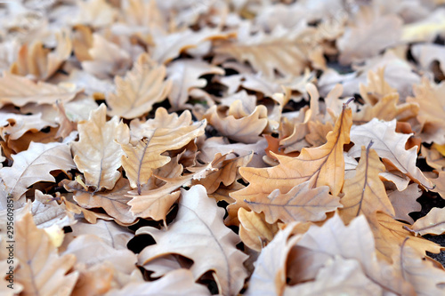 Autumn background of oak leaves