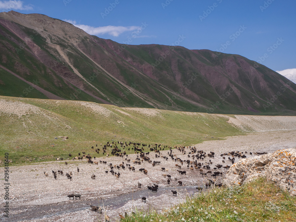 A flock of sheep and goats grazes and crosses a river