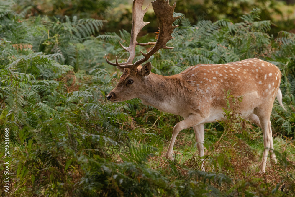 Fototapeta premium deer in the forest