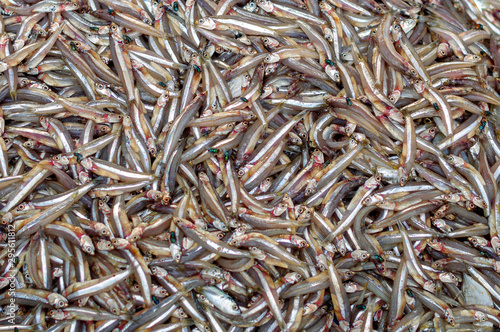 Pile of small fish at the fishmarket