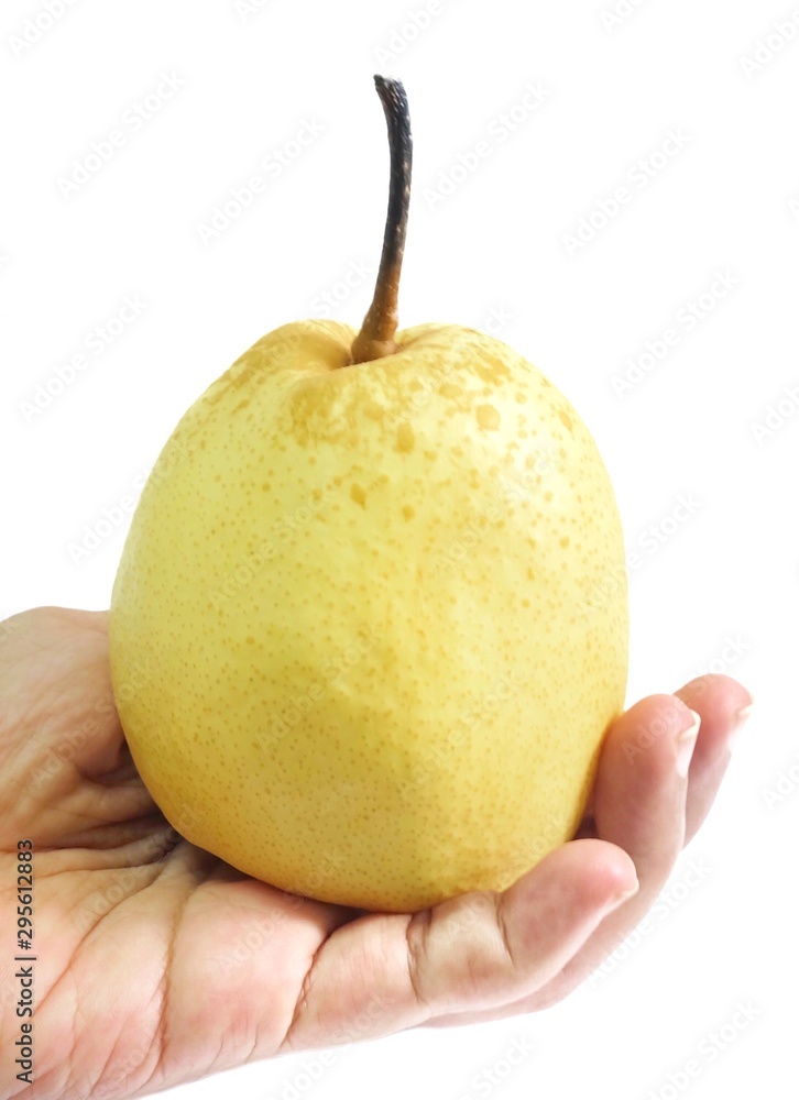 Hand Hodling Nashi Pear on White Background Hand Hodling Nashi Pear on White Background