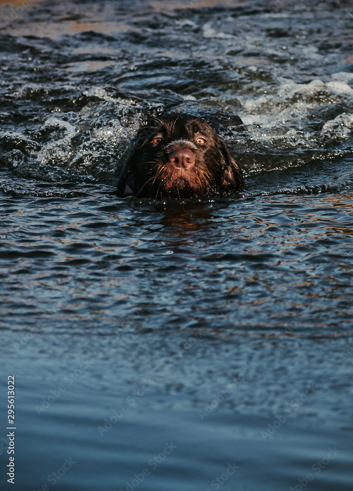 Fototapeta premium dog swimming an water