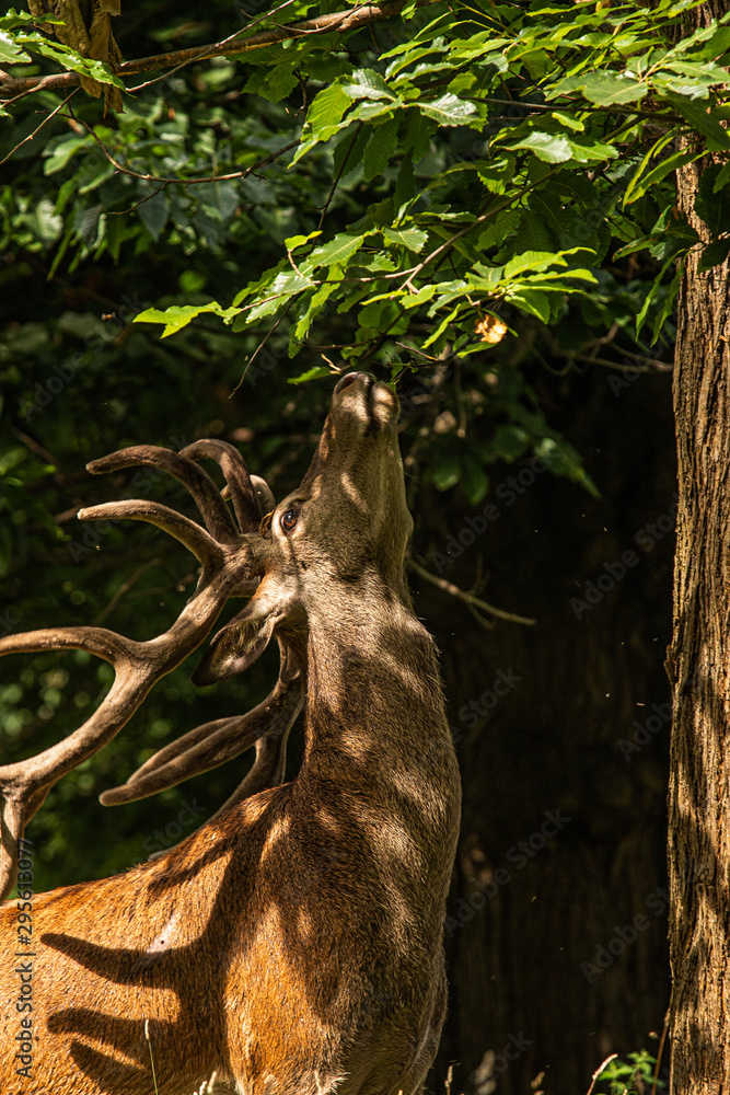 Fototapeta premium deer eating leaf